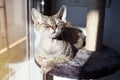 Gorgeus Devon Rex cat is feeling comfortable, sitting on her favorite place at home - scratching post Royalty Free Stock Photo