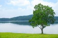 Gorgeus landscape with lonely tree