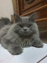 Gorgeus Persian cat call Momo