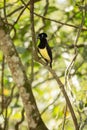 Gorgeus Plush crested Jay bird sitting on a branch in a rainforest