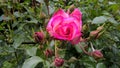 Gorgious pink rose