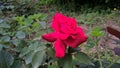 Gorgious red rose
