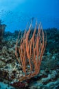 Gorgon whip with a diver in the Red Sea