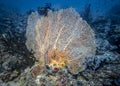 Gorgonaria coral like a huge fan on the bottom of the Indian ocean