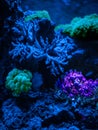 Gorgonaria Euplexaura, Sea Fan. Clavularia. Clavularia. Zoanthus. Reef tank, marine aquarium. Blue aquarium full of plants.