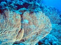 Gorgone coral Royalty Free Stock Photo