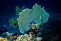 Gorgonia Coral Royalty Free Stock Photo