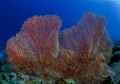 Gorgonia fan coral in the Maldives