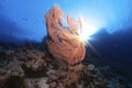Gorgonia in the sea i Royalty Free Stock Photo