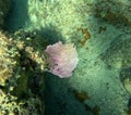 gorgonia ventalina, soft coral in caribbean sea, also called sea fan Royalty Free Stock Photo