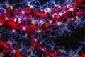 Gorgonian coral polyp at night Royalty Free Stock Photo