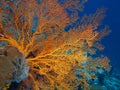 Gorgonian coral