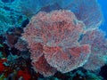 Gorgonian coral