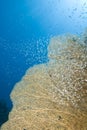 Gorgonian fan coral with school of baitfish. Royalty Free Stock Photo