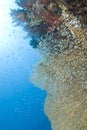 Gorgonian fan coral with school of baitfish.