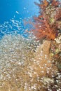 Gorgonian fan coral with school of baitfish.