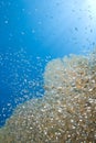 Gorgonian fan coral with school of baitfish.