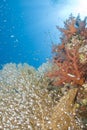 Gorgonian fan coral with school of baitfish.