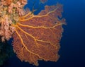 Gorgonian Fan - Rowley Shoals