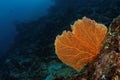 Gorgonian - Maratua atoll Royalty Free Stock Photo