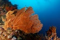 Gorgonian - Maratua atoll Royalty Free Stock Photo
