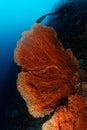 Gorgonian - Maratua atoll Royalty Free Stock Photo