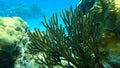 Gorgonian octocoral Caribbean sea whip or black sea rod Plexaura homomalla undersea, Caribbean Sea, Cuba Royalty Free Stock Photo