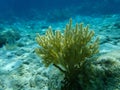 Gorgonian octocoral Caribbean sea whip or black sea rod Plexaura homomalla undersea, Caribbean Sea, Cuba Royalty Free Stock Photo