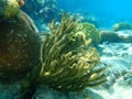 Gorgonian octocoral Caribbean sea whip or black sea rod Plexaura homomalla undersea, Caribbean Sea, Cuba Royalty Free Stock Photo