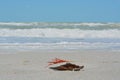 Gorgonian Orange Coral Sea Whip attached to a Pen Shell washed up on Indian Rocks Beach, Gulf of Mexico, Florida. Royalty Free Stock Photo