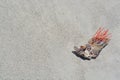 Gorgonian Orange Coral Sea Whip attached to a Pen Shell washed up on Indian Rocks Beach, Gulf of Mexico, Florida. Royalty Free Stock Photo