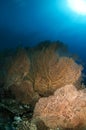 Gorgonian sea fan Royalty Free Stock Photo