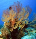 Gorgonian sea fan Royalty Free Stock Photo