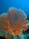 Gorgonian Sea Fan