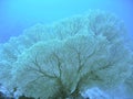 Gorgonian Sea Fan Royalty Free Stock Photo