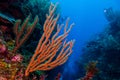 Gorgonian