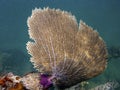 Gorgonian Sea Fan Coral Royalty Free Stock Photo