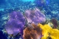 Gorgonian sea fan purple coral Royalty Free Stock Photo