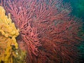 Gorgonian Sea Fan and Soft Coral in Catalina Royalty Free Stock Photo