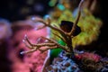 Gorgonian sea rod coral (Eunicea calyculata) Roatan, Honduras. Underwater aquarium image. Royalty Free Stock Photo