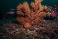 Gorgonian and sponge on an algae covered reef Royalty Free Stock Photo