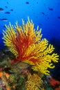 Gorgonians Royalty Free Stock Photo