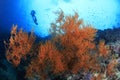 Gorgonians Royalty Free Stock Photo