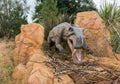 Gorgonopsid Sabre Toothed Dinosaur from the Permian Period