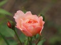 Rose de Gerberua