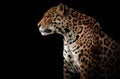 Gorgous jaguar portrsit Royalty Free Stock Photo