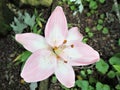 A Gorgous Lonely Pink Lilly Royalty Free Stock Photo