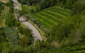 GoriÃÂ¡ka Brda Vineyards