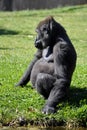 Gorilla 1 Royalty Free Stock Photo