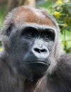 Gorilla Royalty Free Stock Photo